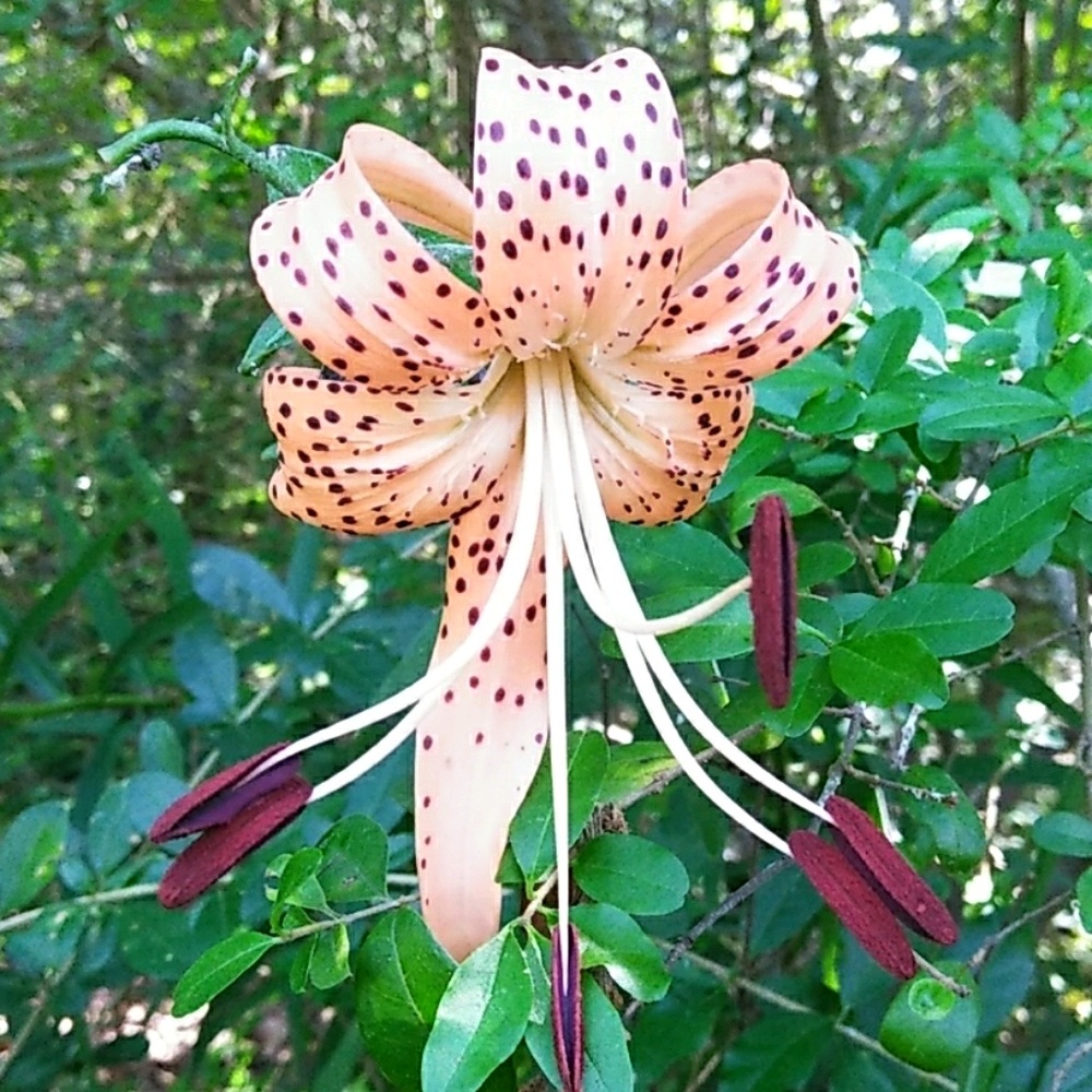 Meet your Posher, Dia